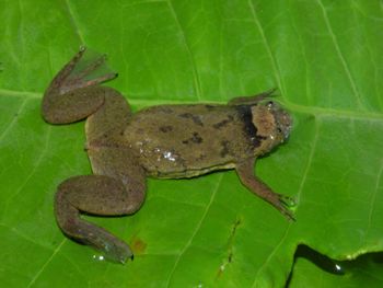 Media type: image;   Herpetology A-148034 Aspect: dorsal